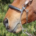 Brittany Pozzi Hackamore BBBPB101a