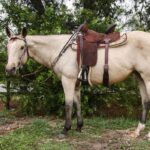 Circle Y Dogwood Desert Breast Collar Circle Y